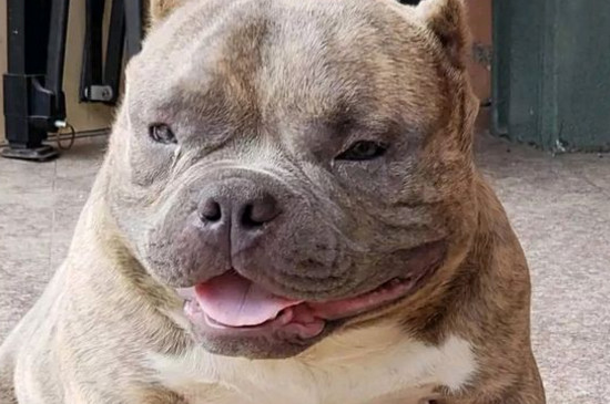美国恶霸犬好养吗