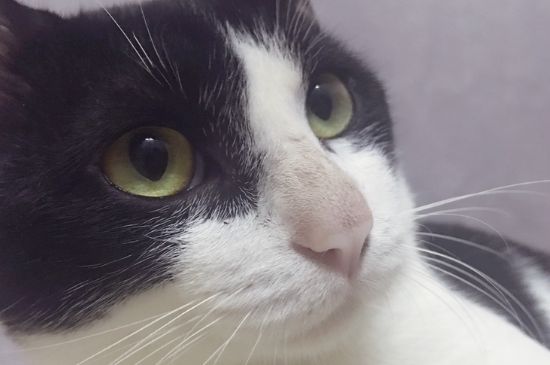 猫能吃瓜子仁吗