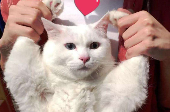 猫咪可以喝蜂蜜水吗