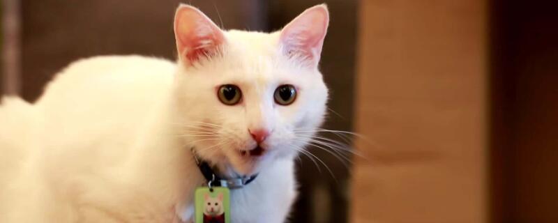 猫放在家里十天可以吗