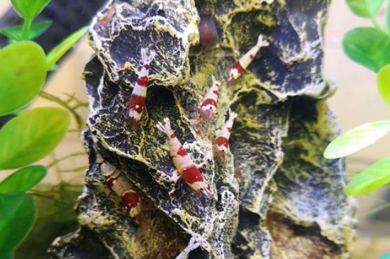 水晶虾抱卵是不是要单独饲养
