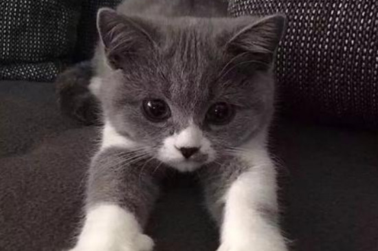 猫暴瘦的原因