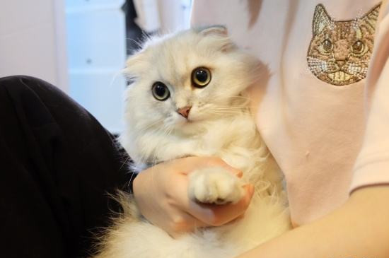 猫突然频繁踩奶