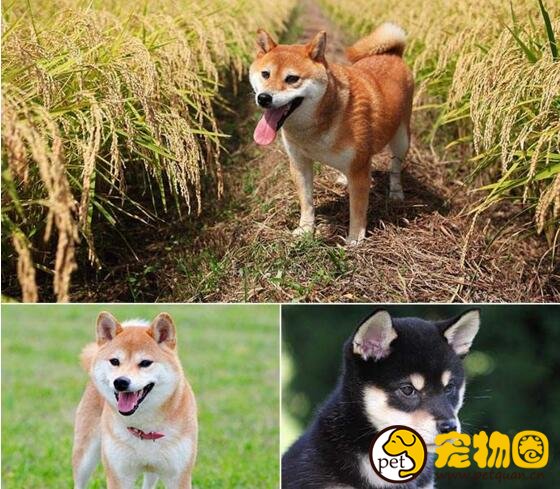 柴犬和秋田犬的区别是什么，柴犬呆萌秋田犬霸气