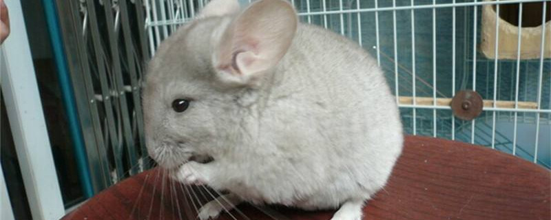 龙猫合笼后多久怀孕