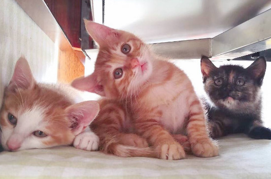 猫咪便秘怎么办，可以喂益生菌蜂蜜水帮助排便