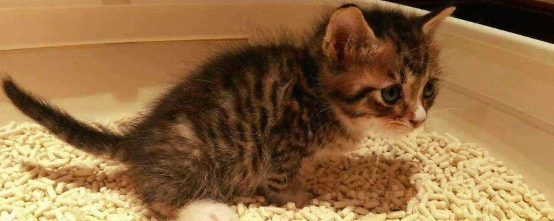 猫咪拉屎一天6次