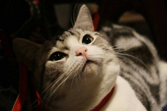 猫掉毛严重怎么解决