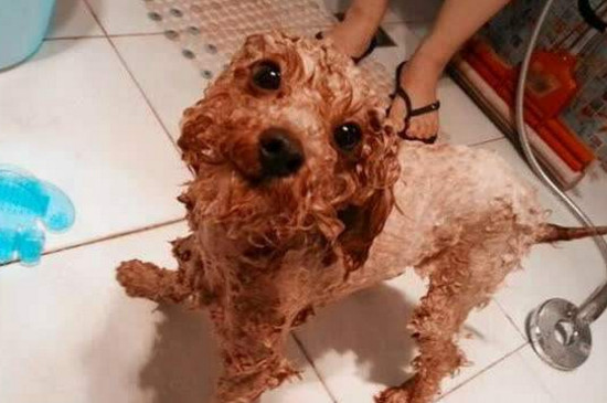 泰迪狗狗夏天怎么养