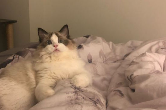 猫被关在笼子养的技巧