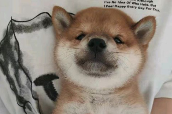 狗狗咳嗽干呕怎么回事