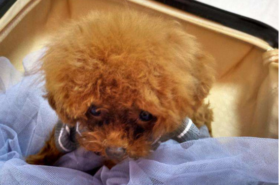 茶杯犬能活多久