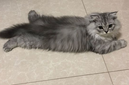 猫不想养了怎么办