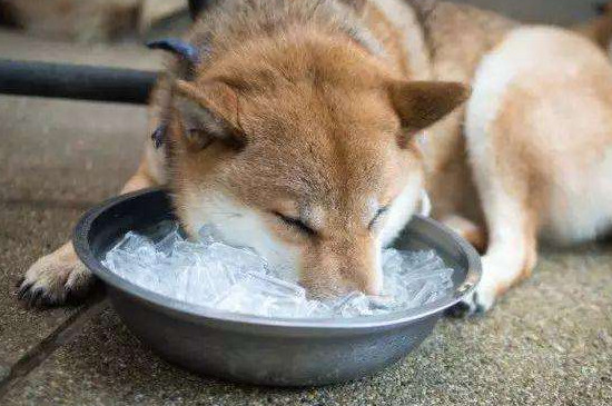 狗中暑怎么办