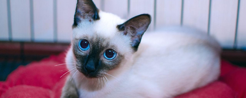 什么品种的猫护主
