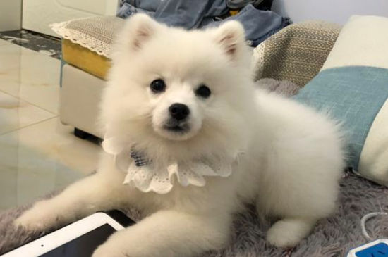 被博美犬咬出血了
