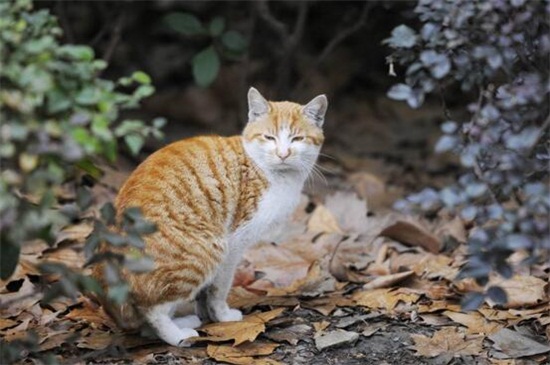 如何杜绝猫爬床上