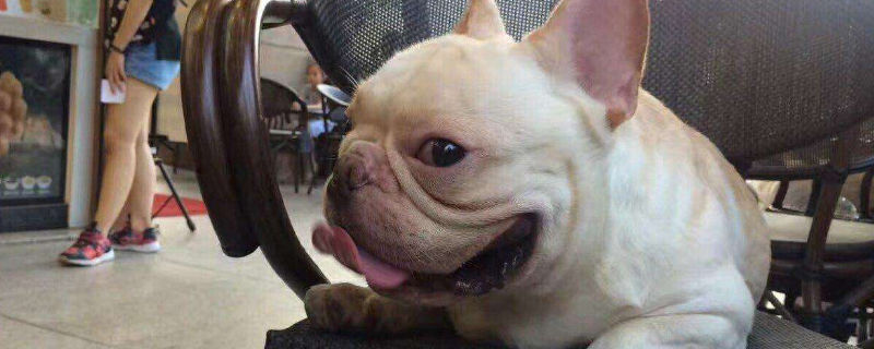 法国斗牛犬有攻击性吗