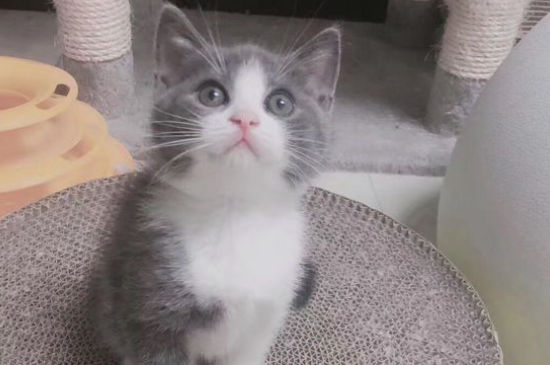 宠物店收猫吗不想养了
