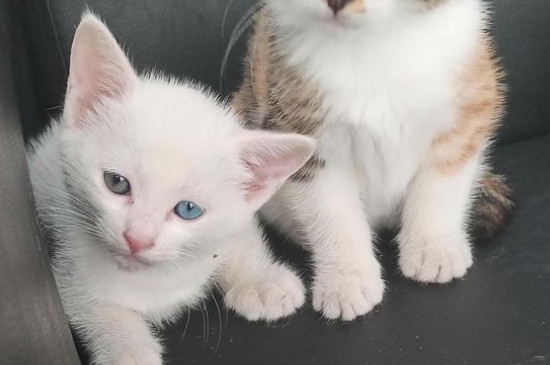 猫丢了会想主人吗