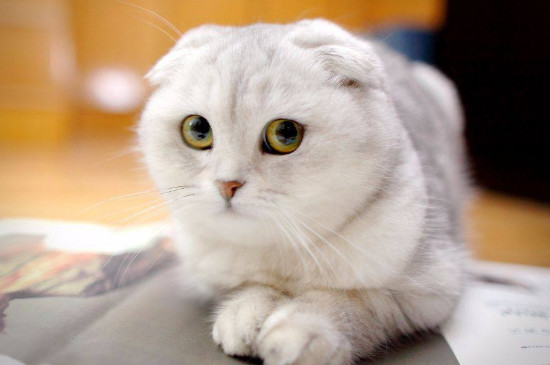 母猫绝育手术后呕吐