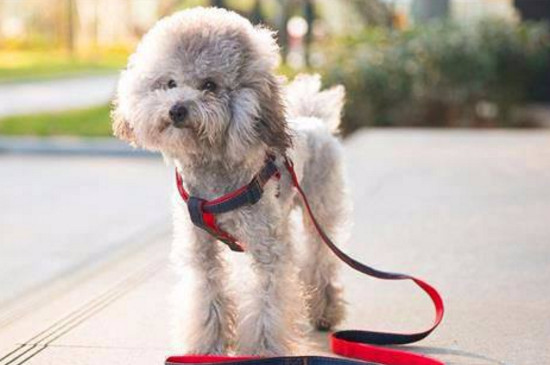成年贵宾犬能换主人不