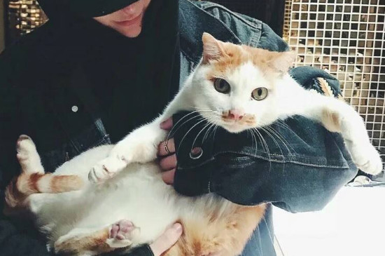 怎么抓猫不会被咬