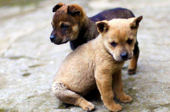 土狗为什么是烈性犬
