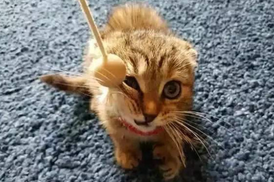 猫换牙期间应该注意什么