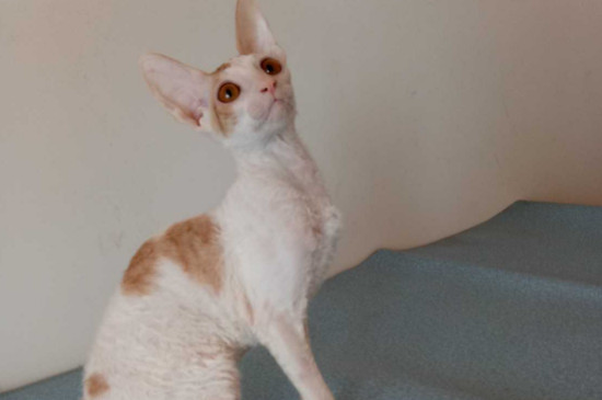 尼克斯卷毛猫掉毛吗