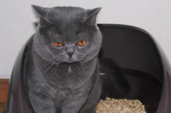 小猫会用猫砂但尿床