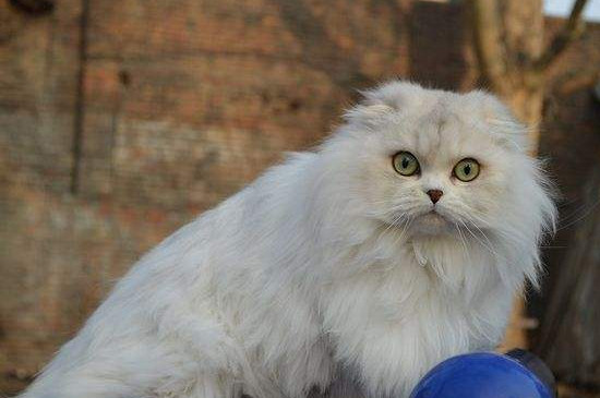 高地猫为什么不能养