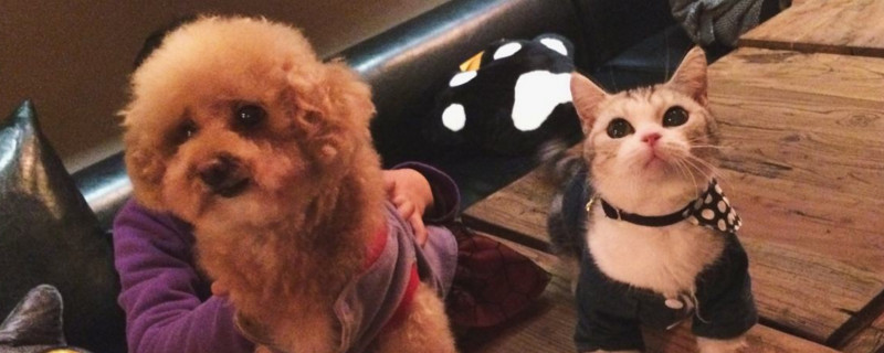 怀孕接触猫狗有无影响