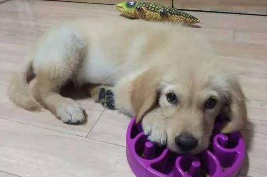狗狗消化不良的症状