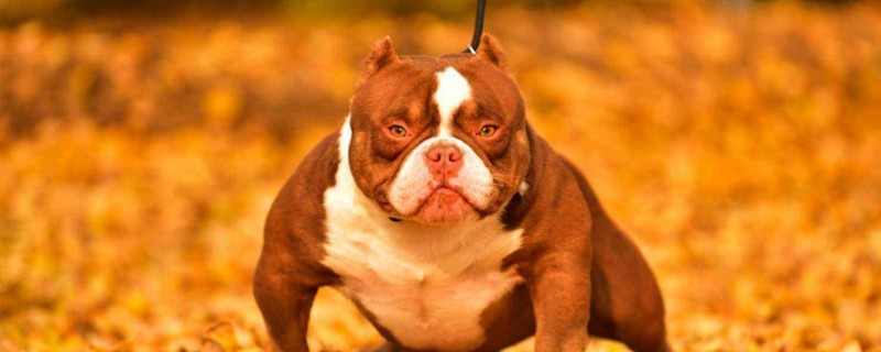 恶霸犬什么颜色贵，恶霸犬什么颜色最好看