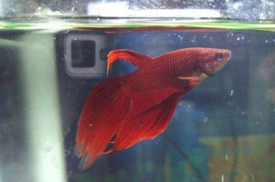 斗鱼多久不喂会饿死