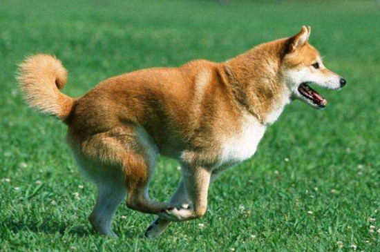 中型犬有哪些