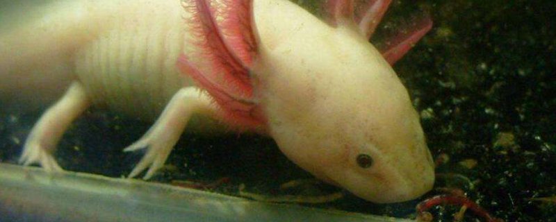 六角龙鱼可以养一对吗