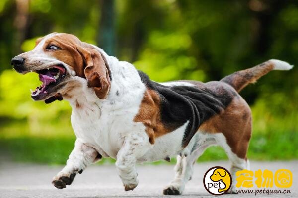 巴吉度犬天生带着委屈表情，曾被美国总统偏爱