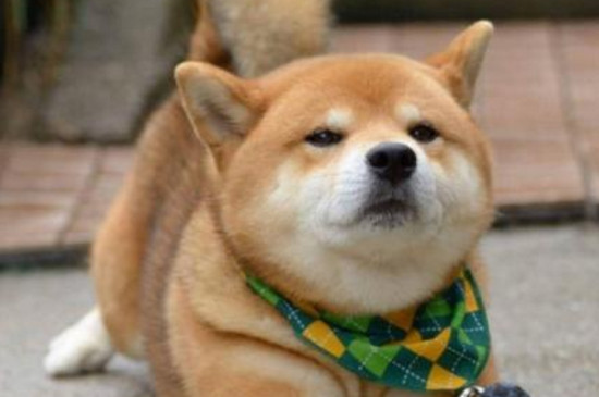 柴犬几个月成年