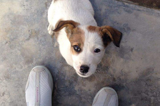 狗狗疫苗打几针