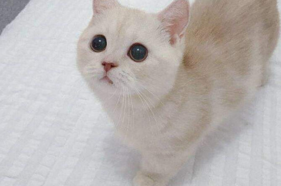 矮脚猫胸腔狭窄的表现