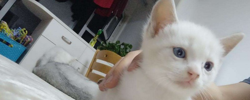 猫体外驱虫后老是挠