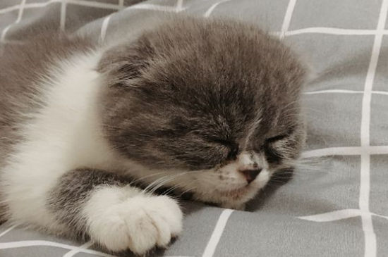 猫被摔了一直缩着不动