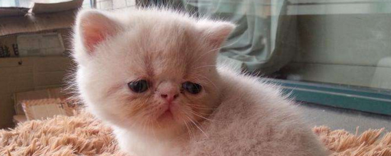 养猫一个月开销