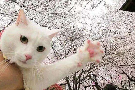 猫咪多大才会控制爪子