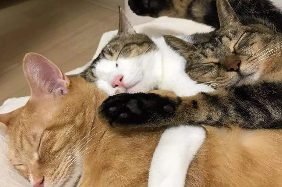 猫咪贪睡是怎么回事
