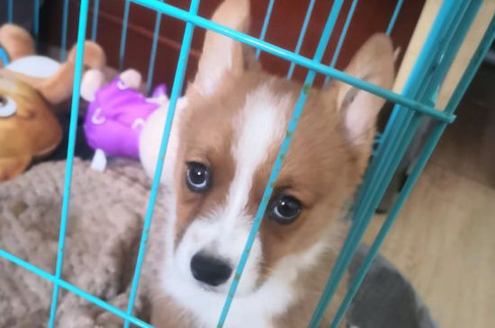 狗一天拉7次大便正常吗，狗狗拉粑粑过于频繁怎么回事