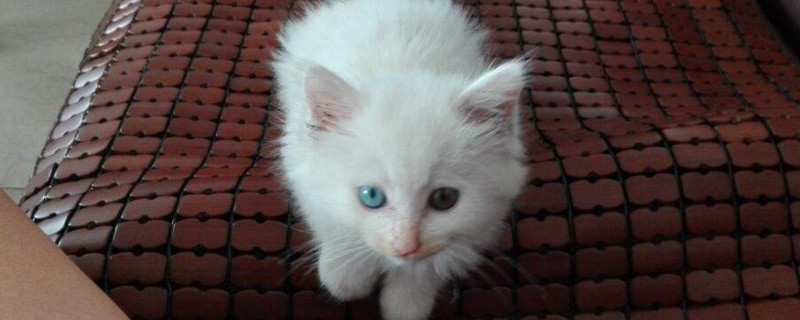 刚捡回来的小猫吃什么