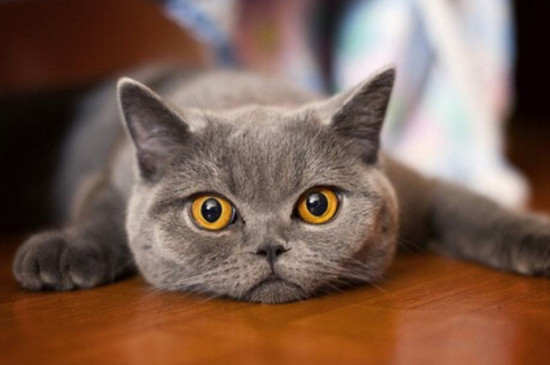 猫咪一直拉稀能吃能喝